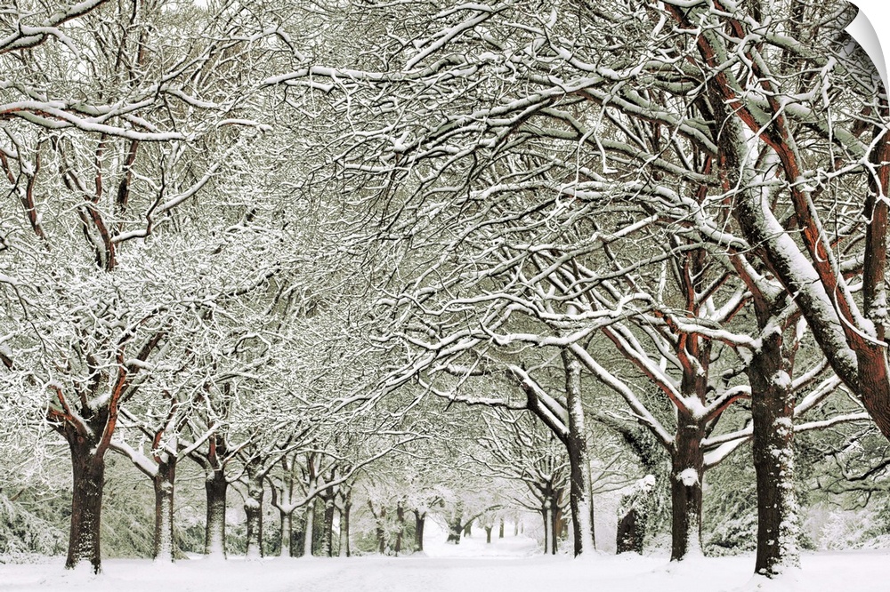 Snowy trees on Southampton Common, Hampshire