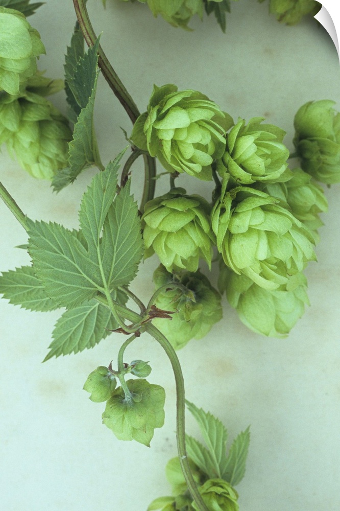 Close up of stems of fresh green Hop or Humulus lupulus with leaves and scaly fruits developing lying on antique paper
