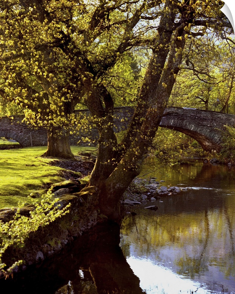 A countryside scene of trees by a riverbank