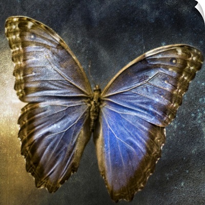Creative image of a mounted exotic butterfly