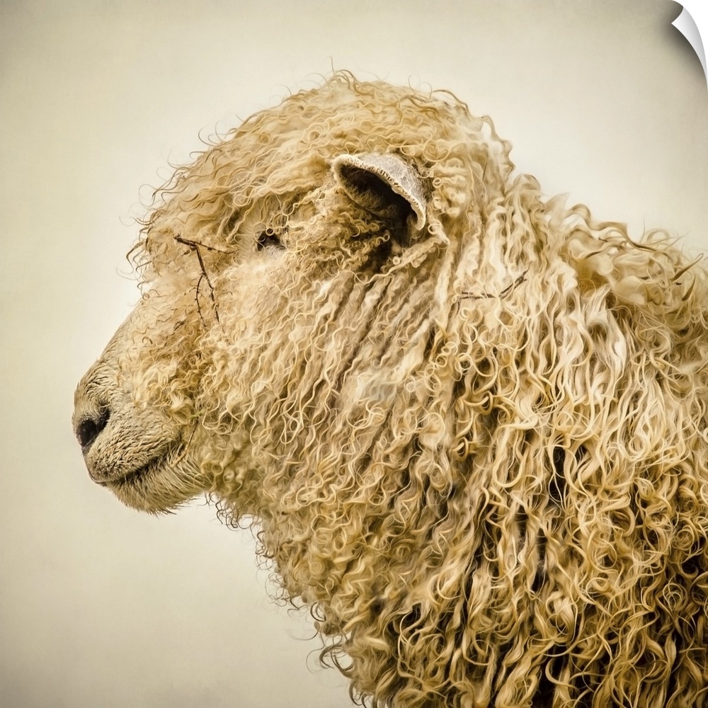 A sheep with a thick curly coat.