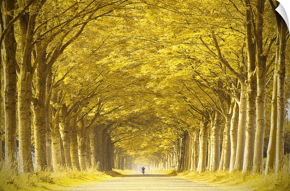 Not recognizable person cycling alone down a long straight golden tree lined lane in summer under yellow leaves