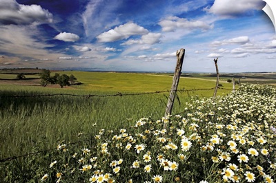 Daisies and wheat field, Andalusia