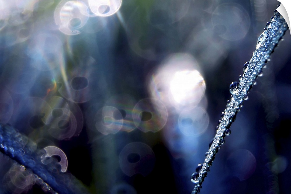 Nature's Diamonds - Close up of grass and morning dew with blue light and bokeh.