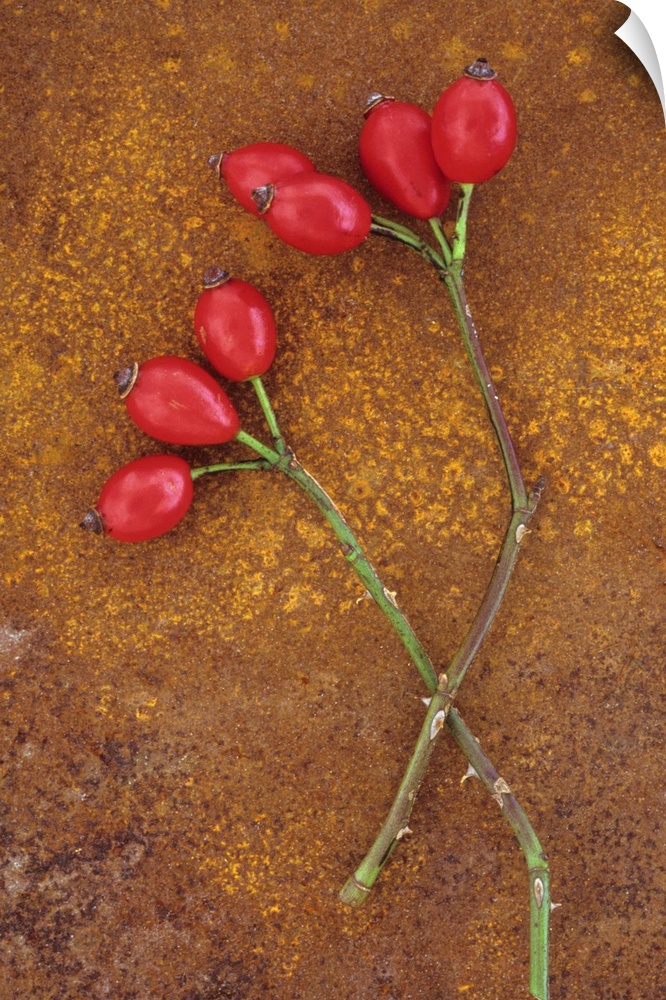 Two stems of Dog rose or Rosa canina lying with their ripe shiny red rosehips on rusty metal sheet