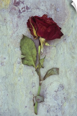 Dried deep red rose lying with its stem and leaves on marbled slate stone