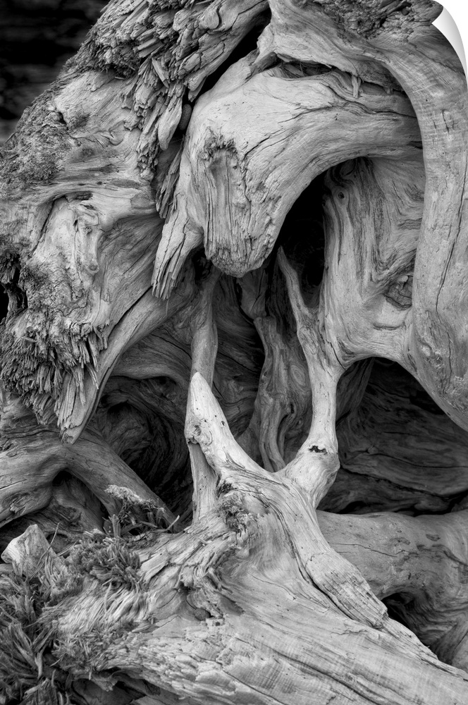 Twisted root structure of a large log of driftwood.