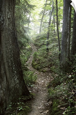 Enchanted path