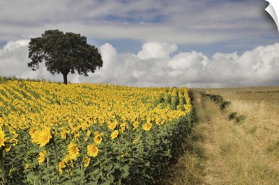 Field of sunflowers with Holm oaks