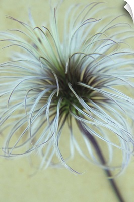 Fluffy seedhead of Clematis Frances Rivis lying on antique paper
