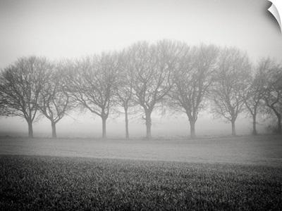 Foggy landscape scene with trees with bare branches