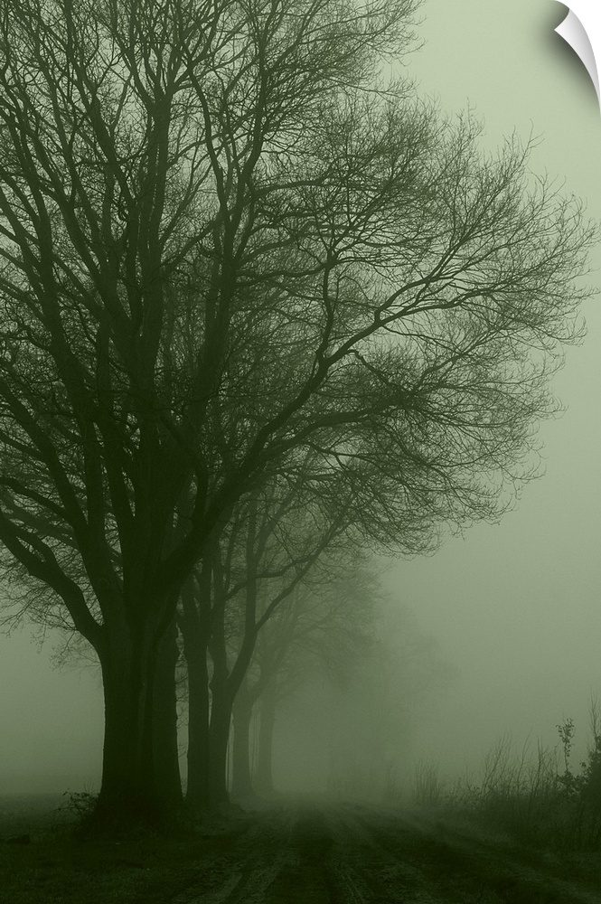Empty silent road with a row of trees at one side on a foggy day at dawn