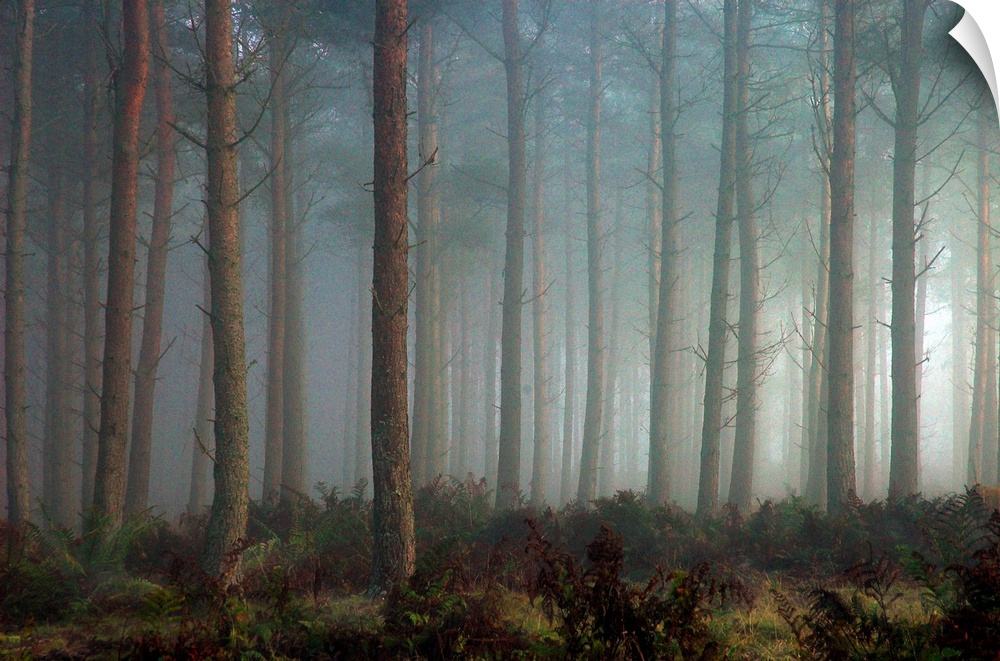 A forest of pine trees in mist