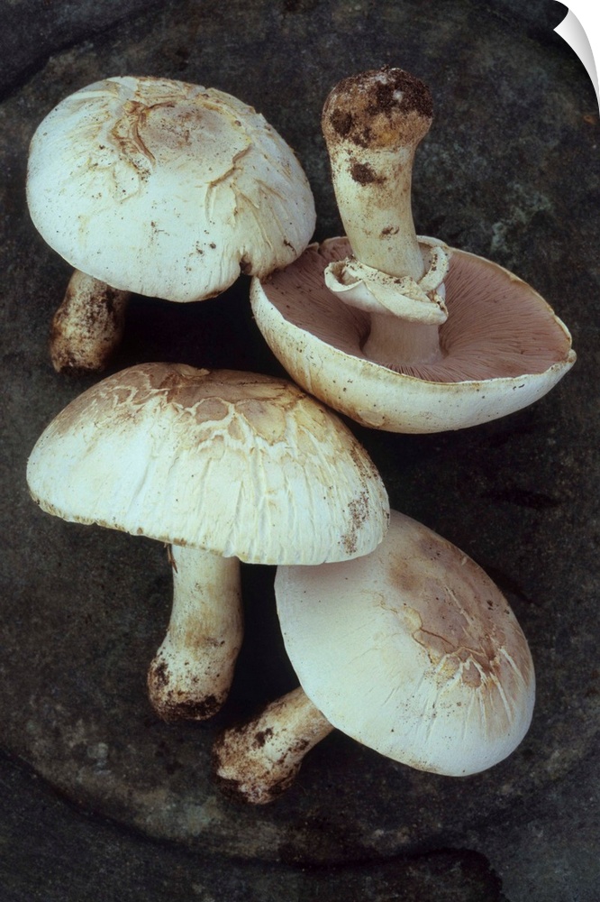 Four Field mushrooms or Agaricus campestris with earth still on their stalks lying on tarnished metal plate