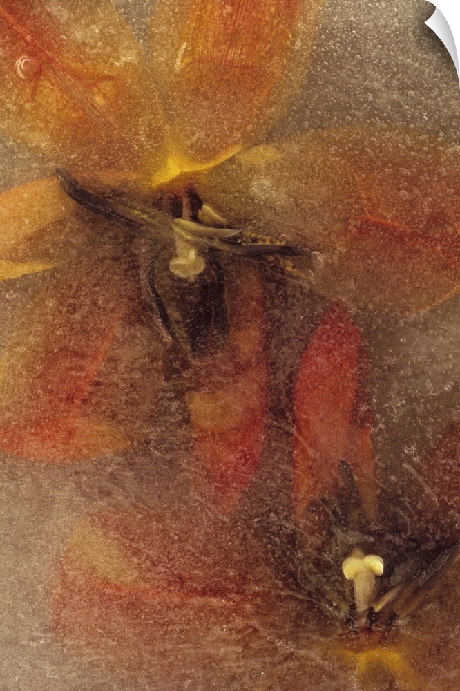 Two red and yellow tulip flowerheads lying open but trapped in sheet of ice