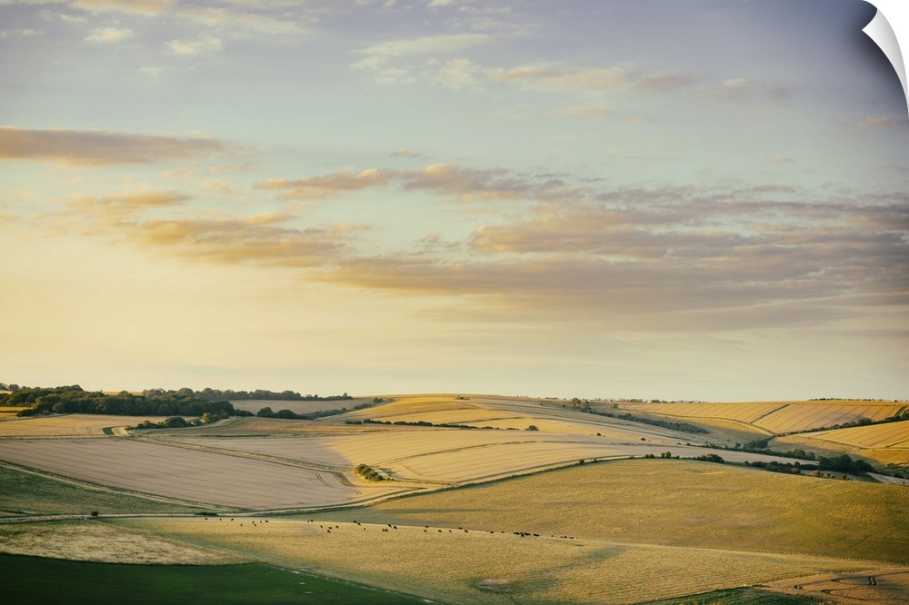 Golden evening light touching the Downland harvest fields. View from Cissbury Ring on the South Downs in West Sussex, Engl...