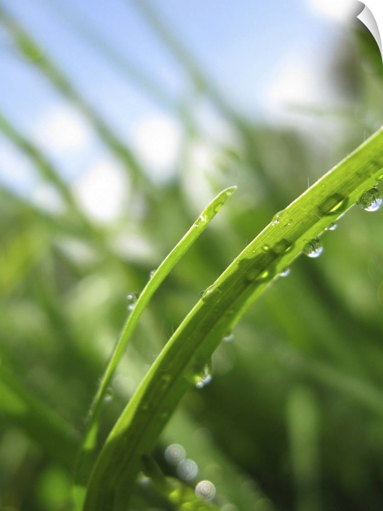 macro shot of grass with water droplets in summer sunlight