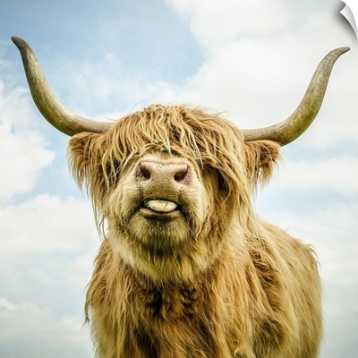 Harry The Highland Cow