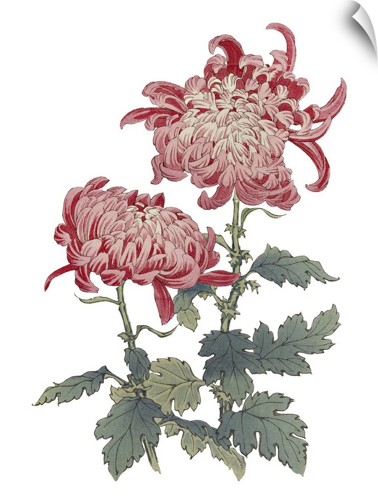 Originally an Illustration of decorative flowers.