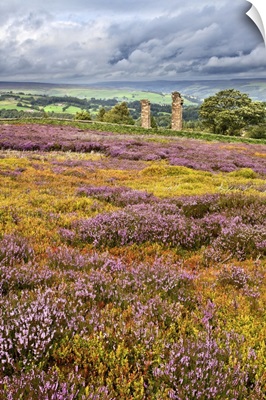 Heather In Bloom At Yorkes Folly Or Two Stoops