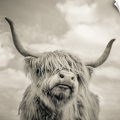 Highland Cattle 1