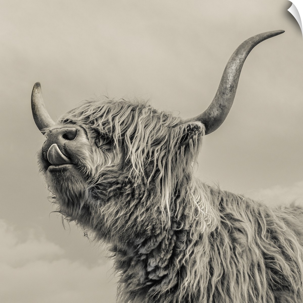 Close up of Highland cattle on a farm. England.