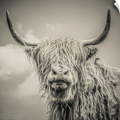 Highland Cattle 3