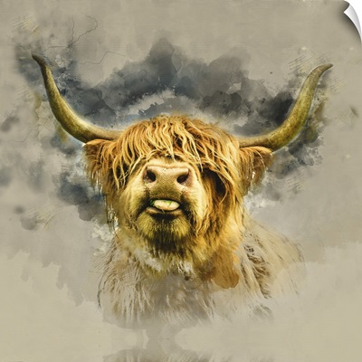 Highland Cattle 6