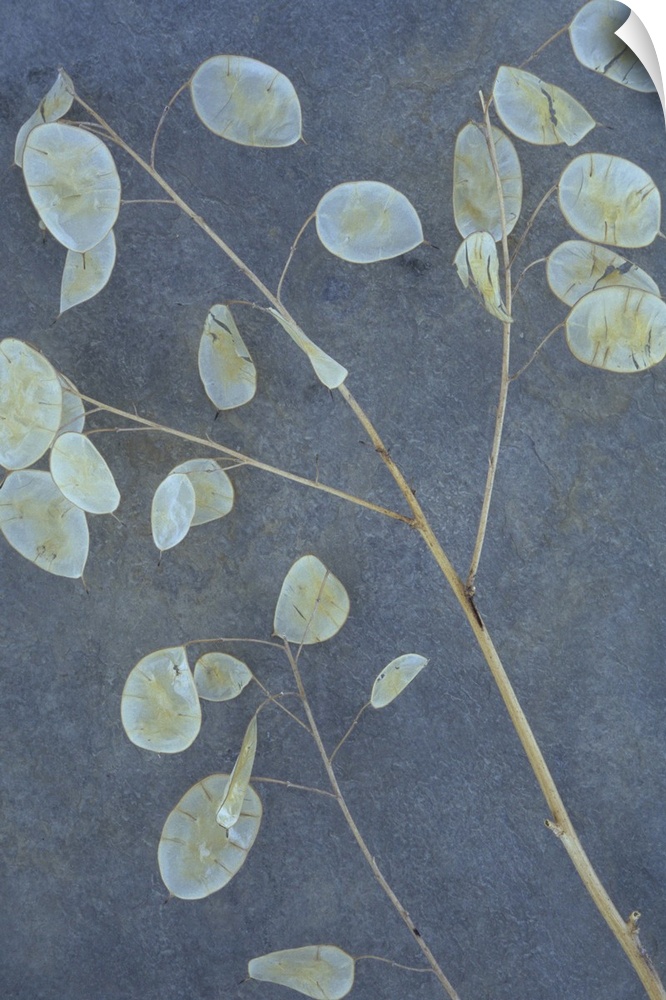 Two stems of Honesty or Lunaria with their dried flat silver discs for seedpods lying on grey slate