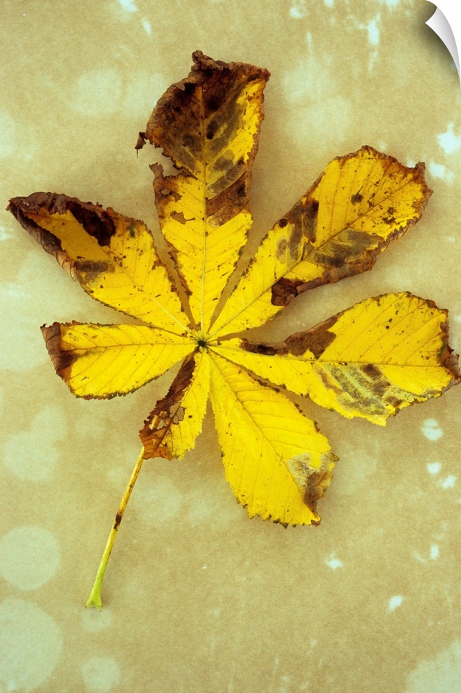 Yellow and brown autumn leaf of Horse chestnut or Aesculus hippocastanum tree lying on antique paper