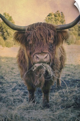 Hungry Highland Cattle