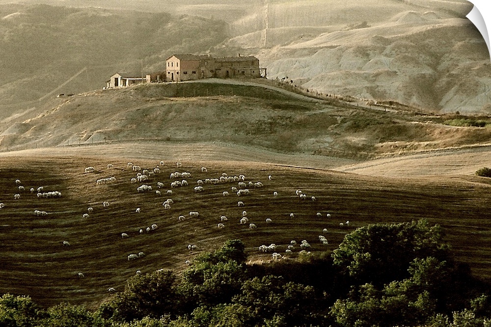 A tuscan farmhouse with sheep and rolling countryside