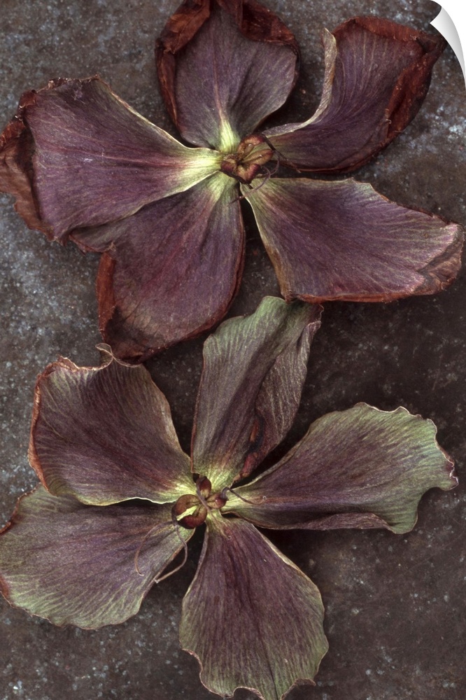 Two purple dried flowers of Lenten rose or Helleborus orientalis lying on tarnished metal