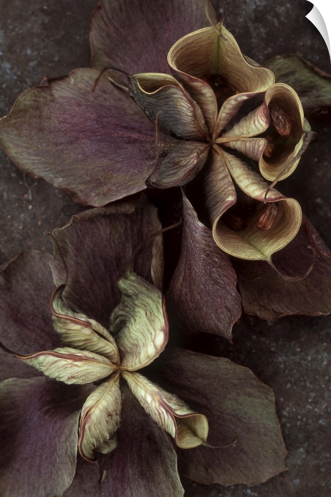 Two purple dried flowers of Lenten rose or Helleborus orientalis with bursting seedpods lying on tarnished metal