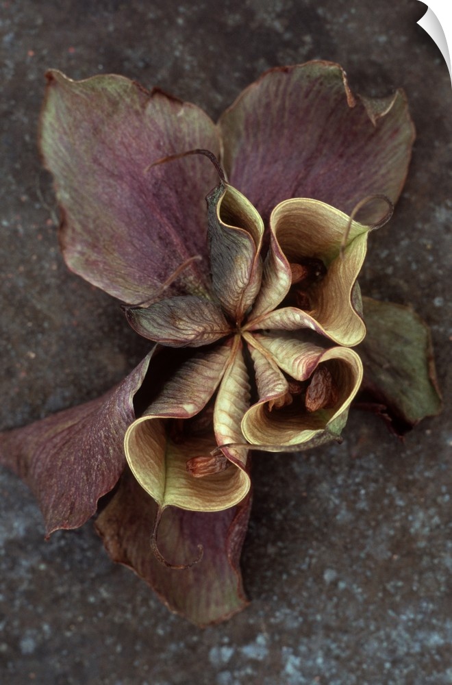 Purple dried flower of Lenten rose or Helleborus orientalis with bursting seedpods lying on tarnished metal