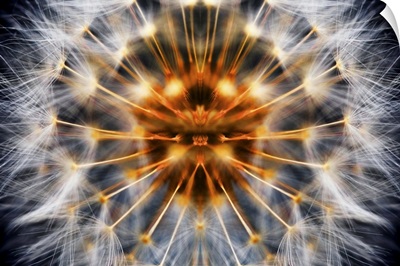 Mirrored Dandelion