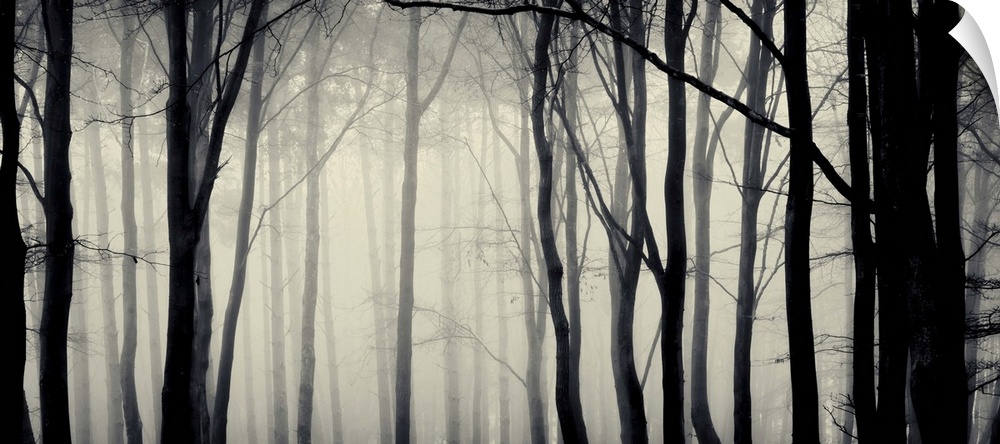 Trees in mist at dawn