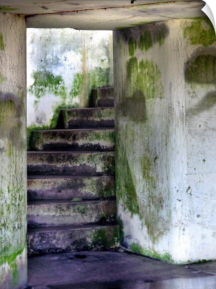 A mossy damp stairway