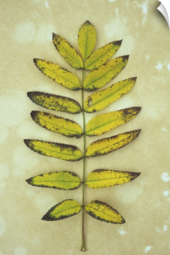 Single sprig of yellow autumn leaves of Rowan or Mountain ash or Sorbus aucuparia lying on antique paper