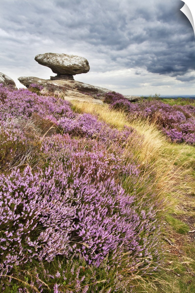 Remote rural location with heather in the north of England.