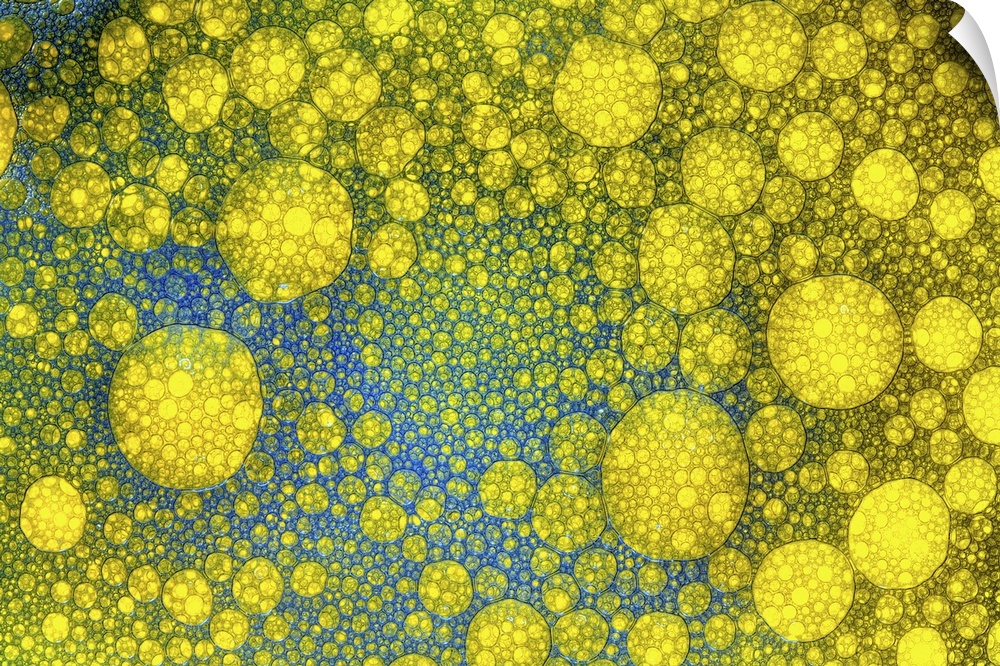 Oil Bubbles macro/close-up with food colouring to make an abstract blue and yellow image.
