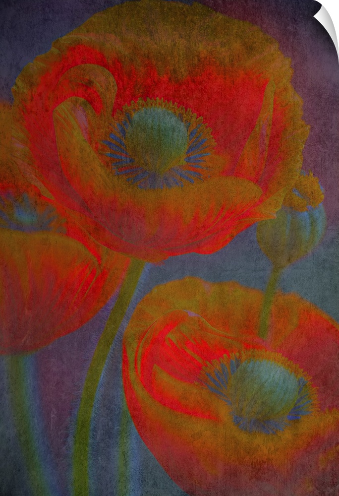 Poppy flower with orange petals close up.