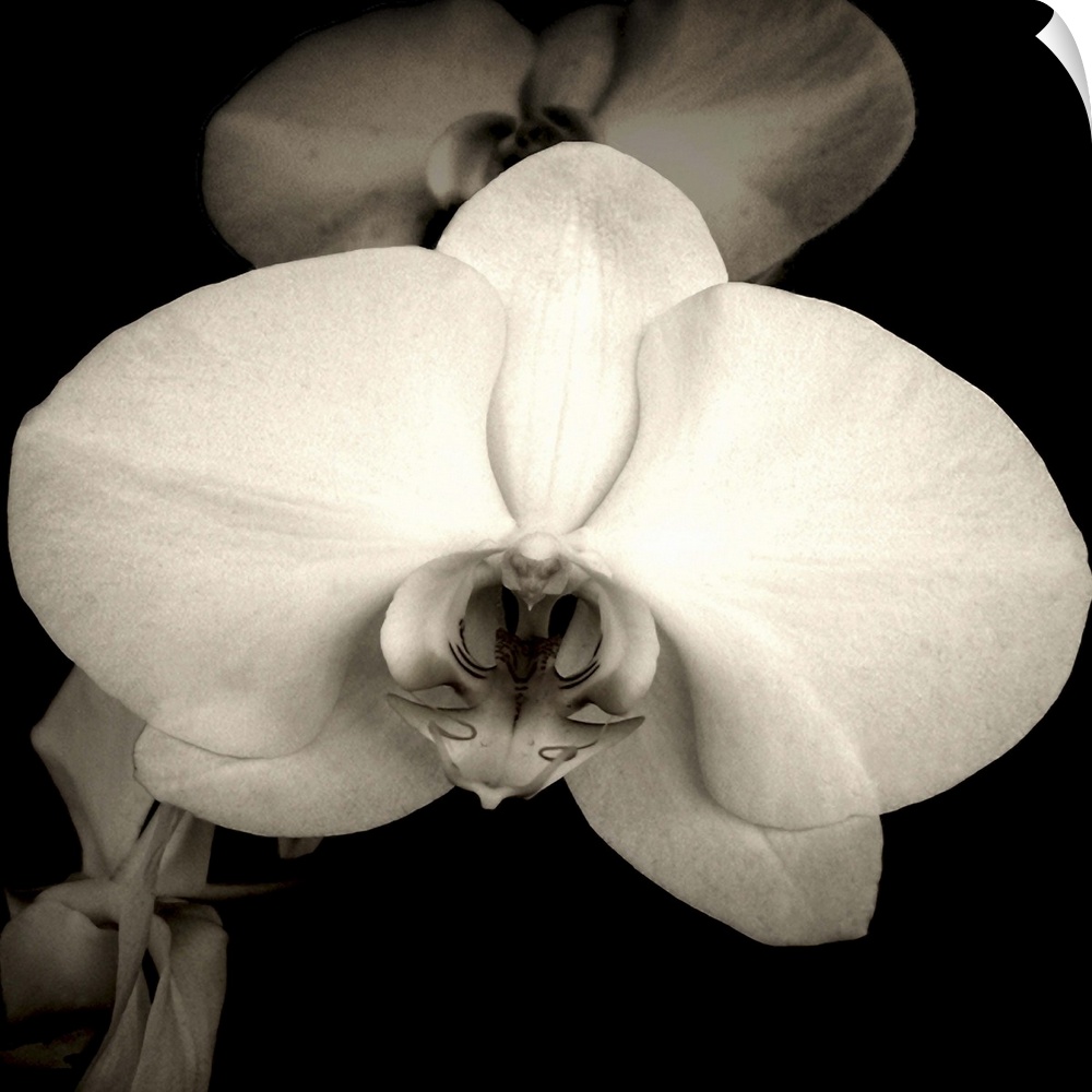 A beautiful orchid in sepia.