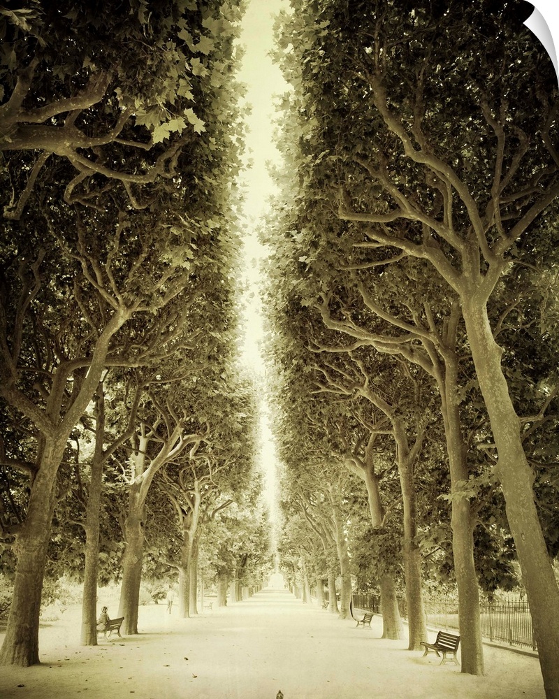 Sepia toned photograph of the alley of trees in front of the Jardin des Plantes in Paris, France.