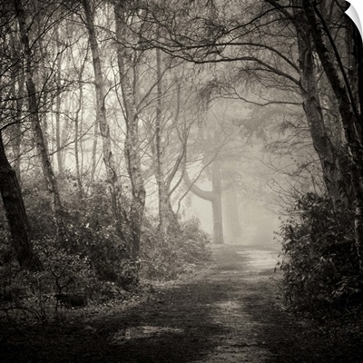 Path through forest with mist