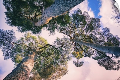 Pine Trees, East Sussex, England