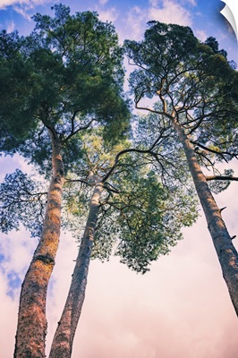 Pine Trees, East Sussex, England