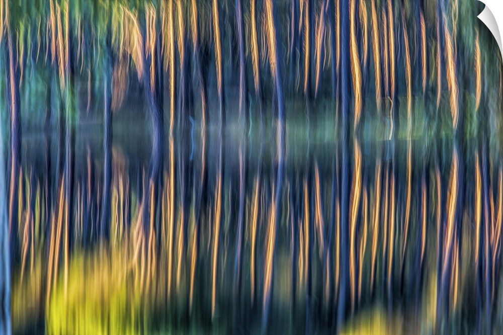 Long exposure shot of pine trunks reflected on a pond.