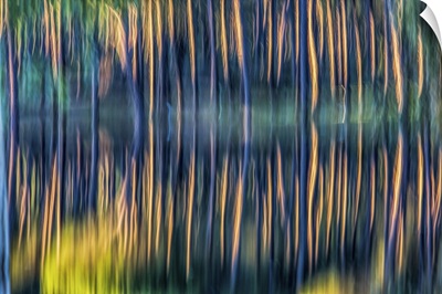 Pine Trunks Reflected On A Pond