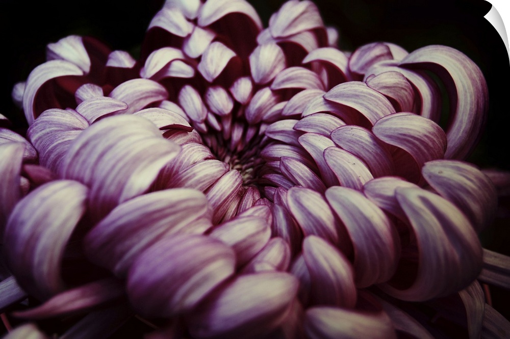 Close up of a pink Chrysanthemum against a black background.